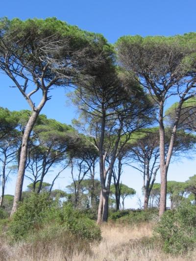 Sabato 14 settembre Giornata ecologica a Fregene. Pulizia volontaria della lecceta