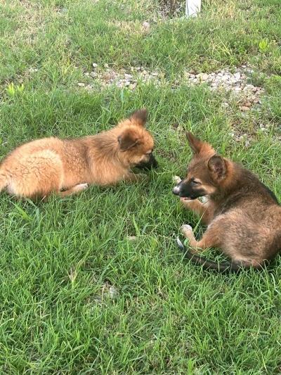 Cuccioli abbandonati sulla Portuense: salvati e adottati in tempi record