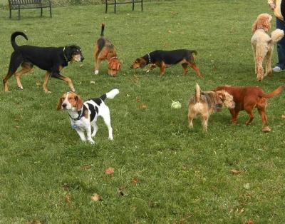 Il Comune di Fiumicino istituisce una nuova area cani ad Isola Sacra