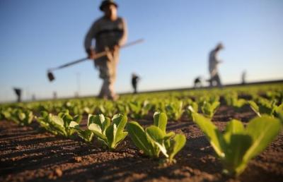 Corso gratuito per ottenere finanziamenti a fondo perduto in agricoltura con il Psr Rivolto a imprenditori e addetti agricoli del Lazio